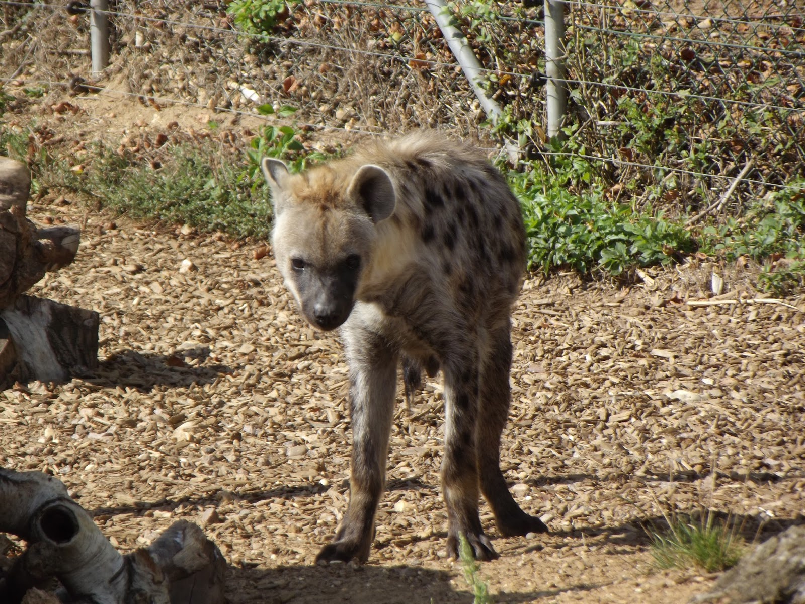 Are Hyenas Cats Or Dogs Pictures on Animal Picture Society
