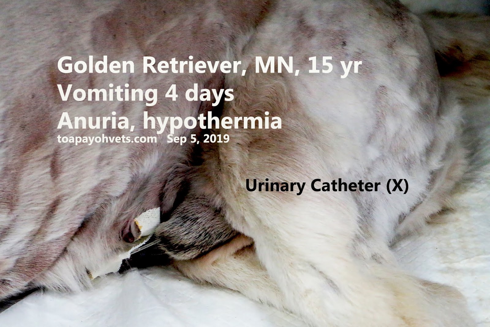 Veterinary, Photography and Travel Stories for vet students and pet