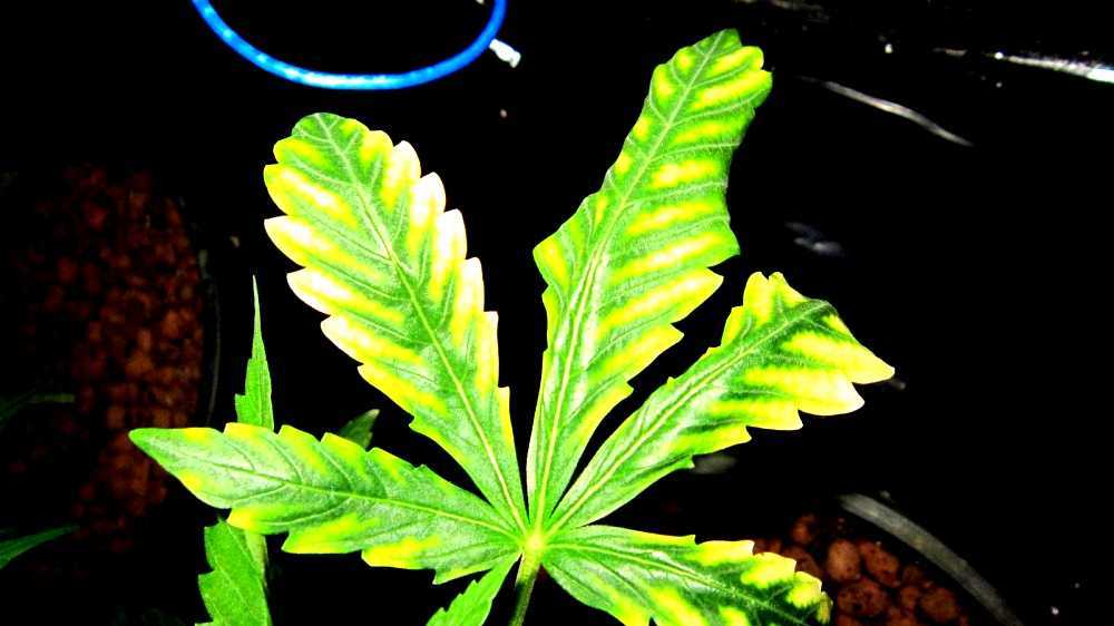 Magnesium deficiency (plants)