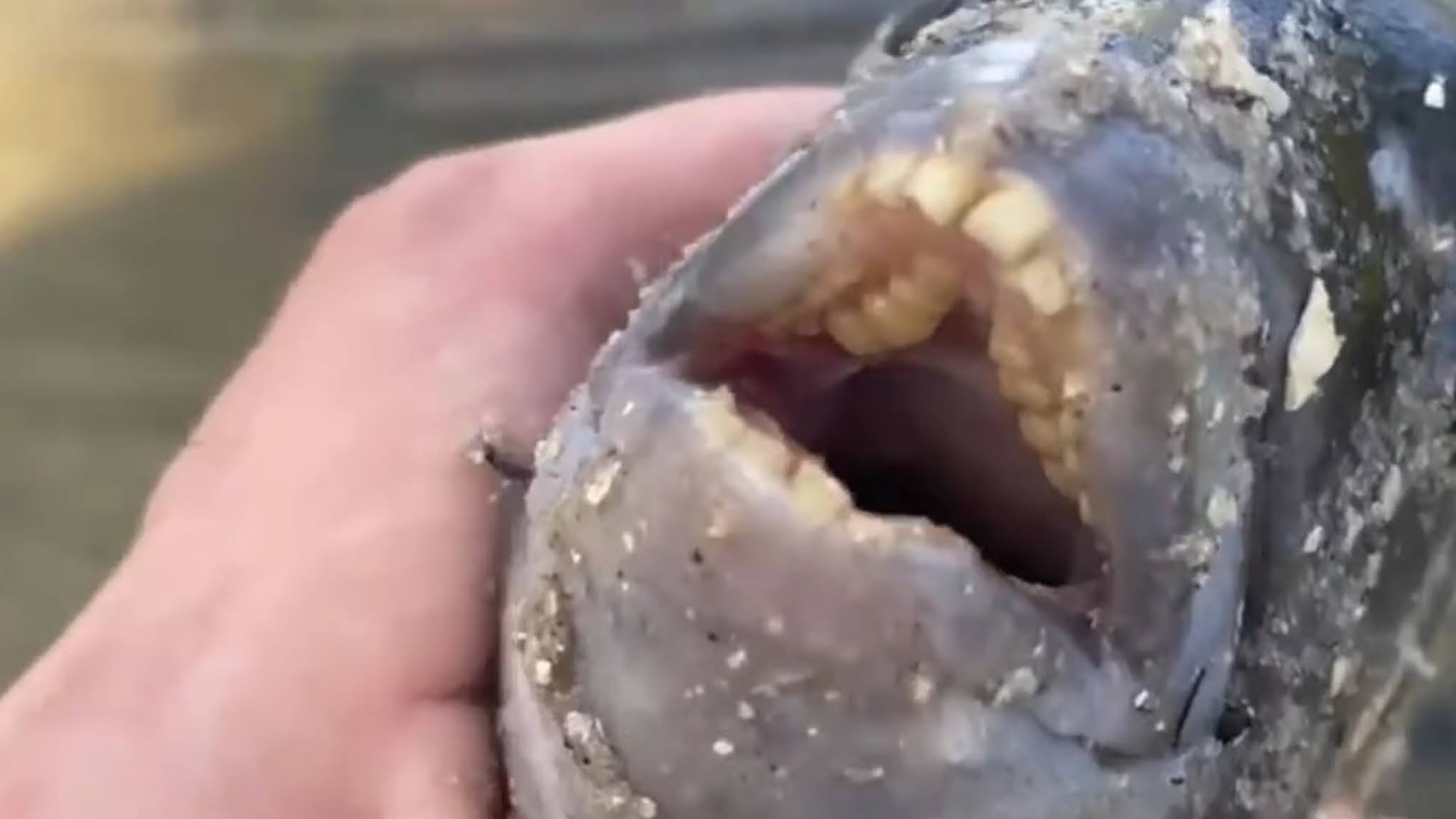 Poisson Avec Des Dents Humaines Capture En Floride