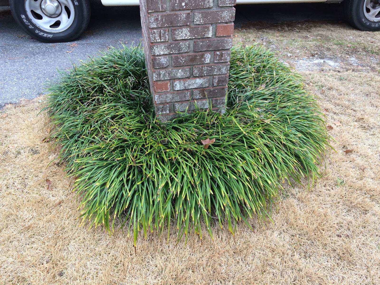 SHOOTS & MATTERS Monkey Grass (Liriope muscari)