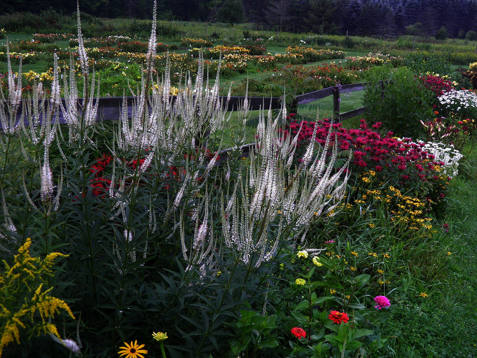 The Vermont Gardener Preparing Potted Perennials For Winter