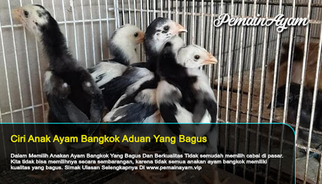 Ciri Anak Ayam Bangkok Yang Bagus Dan Berkualitas