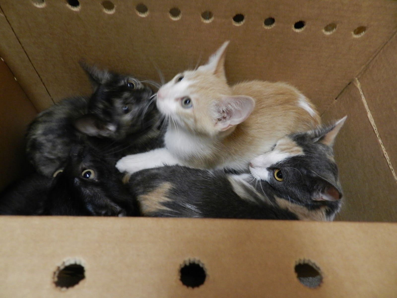 Berkeley Humane Blog A Box Full of Kittens