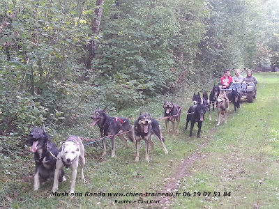 Mush and Rando chiens de traineau