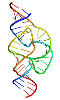 RNA kesen bir ribozim olan çekiçbaşı riboziminin şematik yapısı