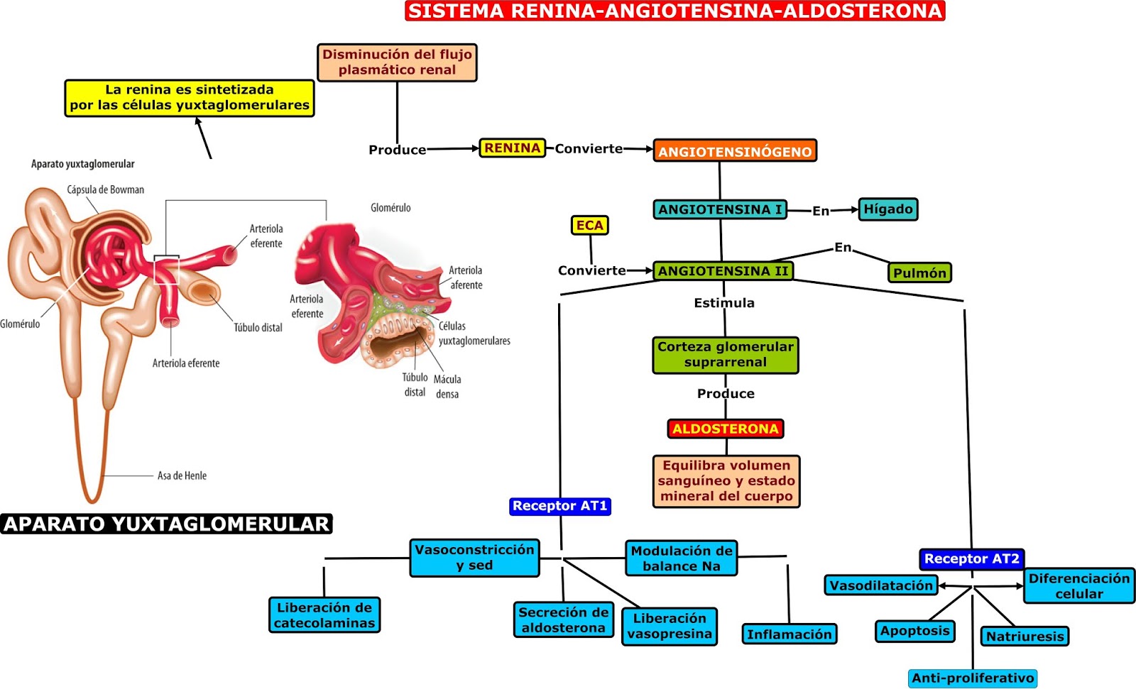 SISTEMA ENDOCRINOEje hipotálamohipófisisGlándulas suprarrenal