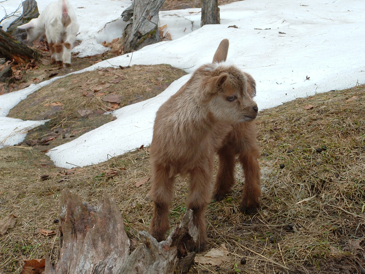 Dwarf