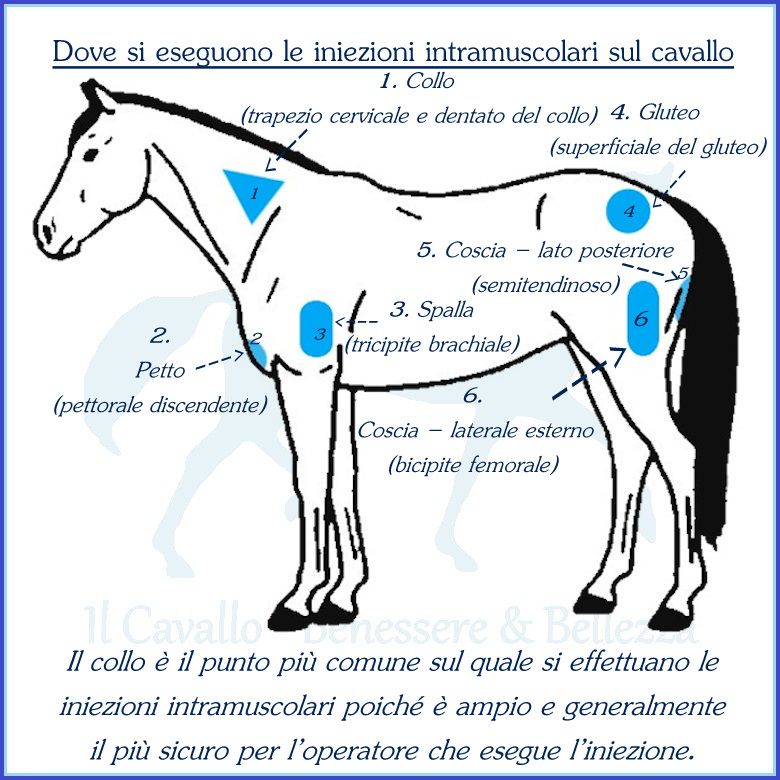 Punture intramuscolari, alcune cose da sapere prima di procedere Punture intramuscolari, alcune cose da sapere prima di procedere