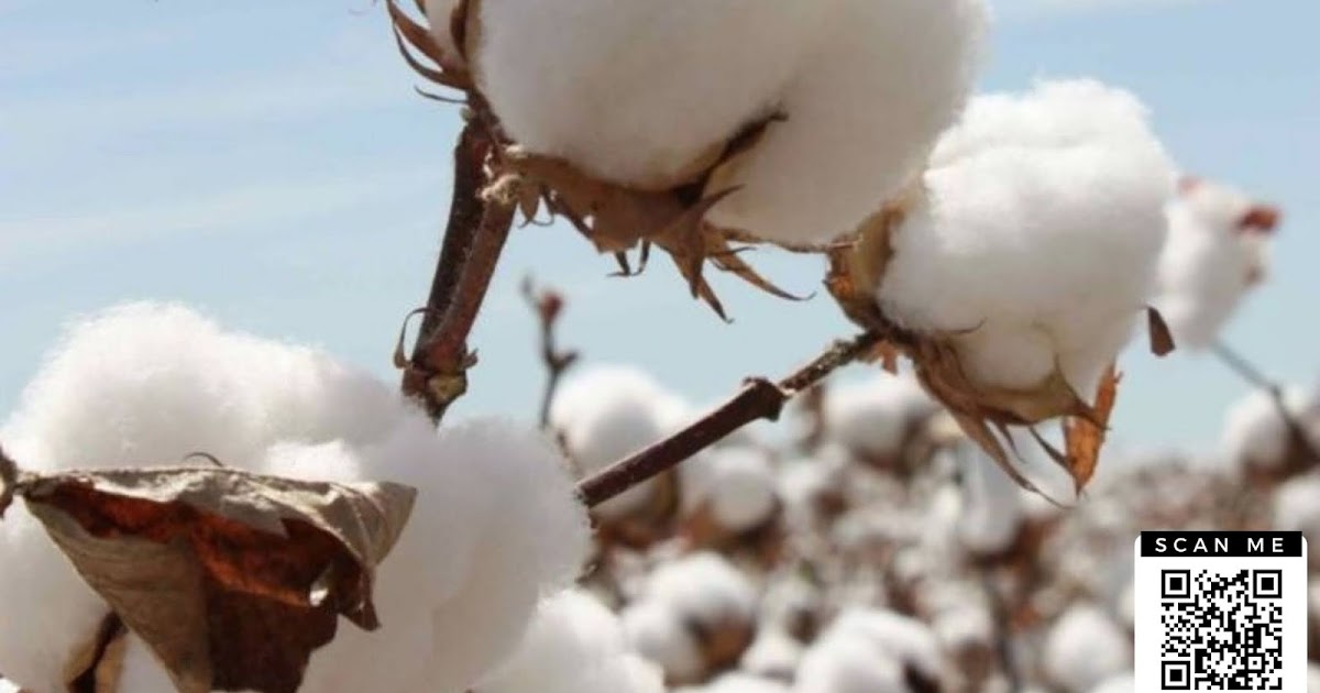 Mengenal Budidaya Tanaman Kapas Mulai Proses Tanam Hingga