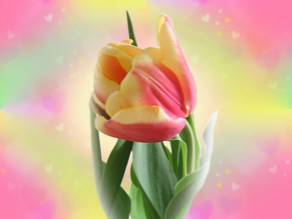 http://1.bp.blogspot.com/-basDr-tRzwA/TiF9itsmaLI/AAAAAAAAByE/h7LfKGkEfl4/s1600/tulip_wallpaper_flower_wallpaper.jpg