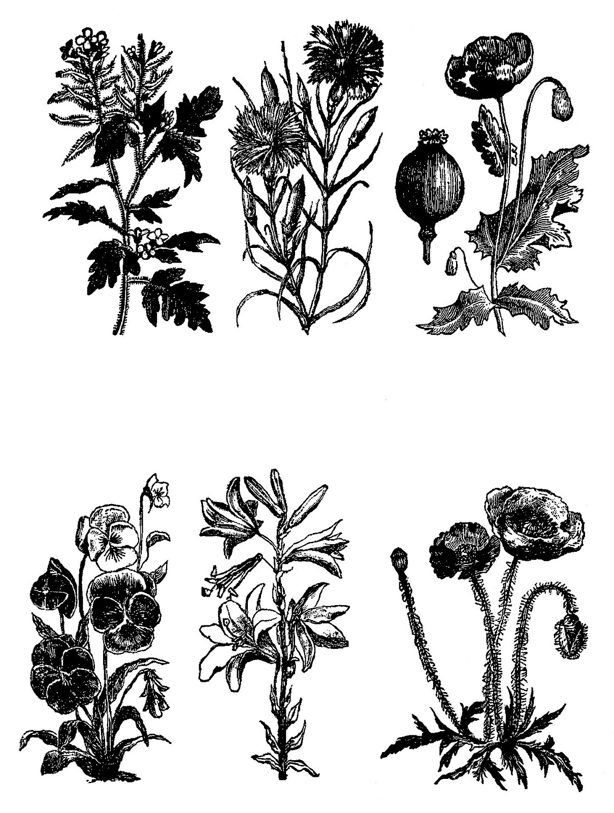 Digital Stamp Design Digital Stock Botanical Flower Collage Sheet