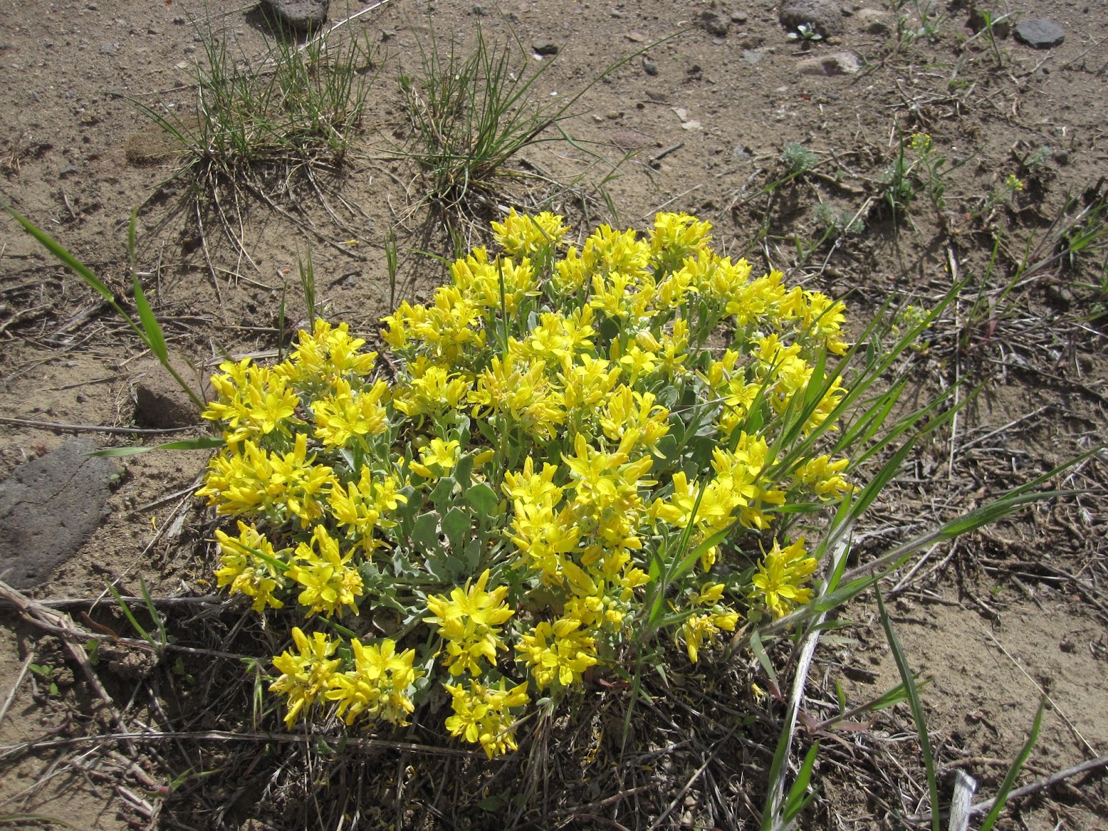 Innie Me Colorado Wildflowers Yellow