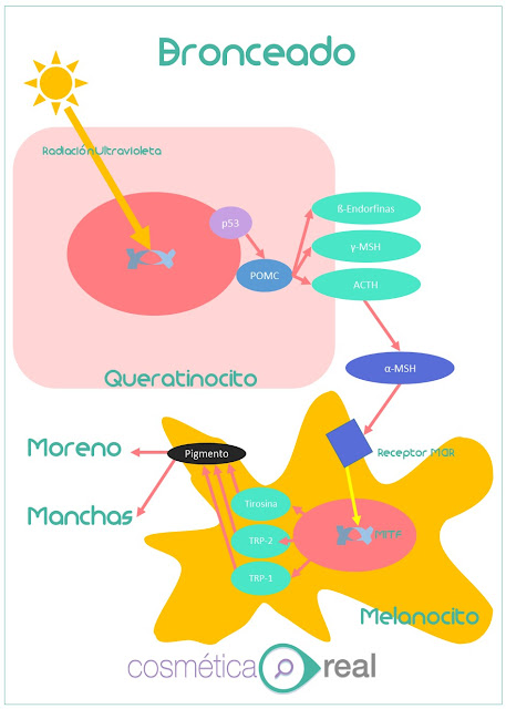 Pigmentación inducida