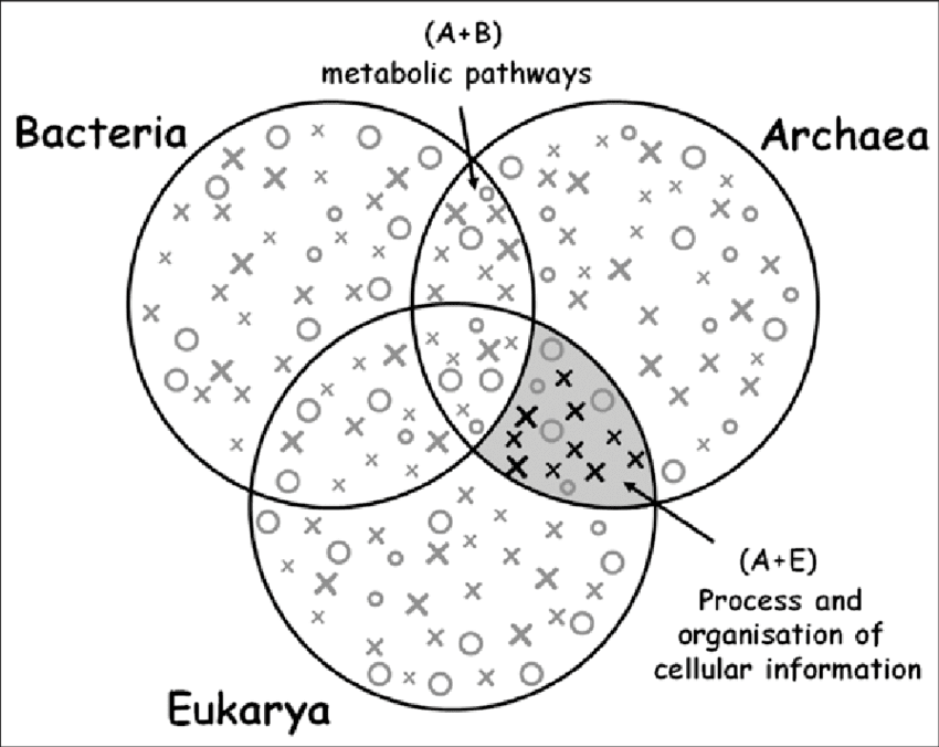 Bacteria Archaea Venn Diagram ~ Medical Resume