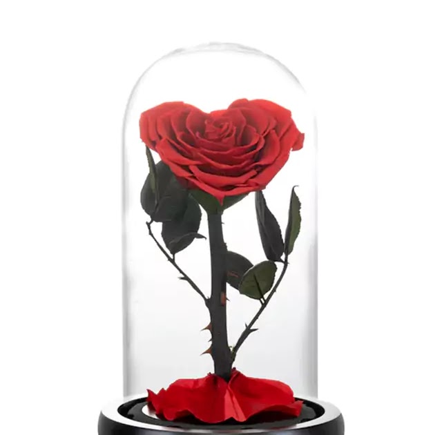 Rose éternelle et amour