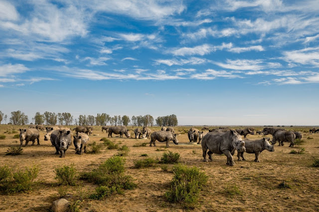 Смертельный бизнес: охота за рогом носорога