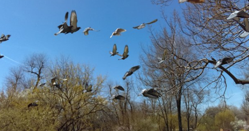 22 Arti Mimpi Mengenai Burung Menurut Primbon Jawa Erek Erek 2D 3D 4D