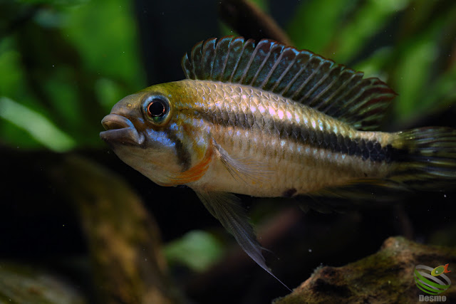 Apistogramma mendezi / Santa isabel