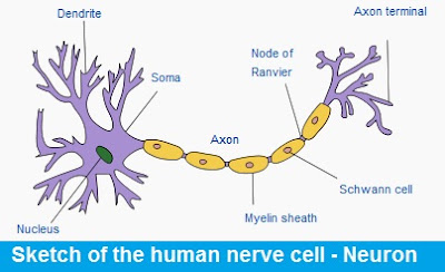 Chapter Cbse Class 6th 7th 8th 9th 10th Worksheet Wikipedia Ppt Pdf Video Download Mcqs Cbse Class Viii 8th Science Chapter 8 Cell Structure And Functions Solved Lesson Exercises
