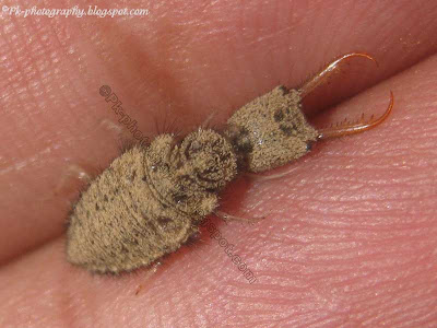 Antlion Larva-Doodlebug | Nature, Cultural, and Travel Photography Blog