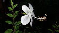 joba flower