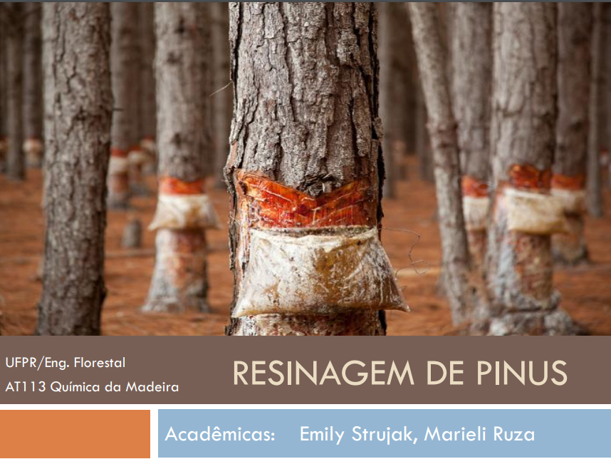 Resinagem de Pinus (UFPR/Eng. Florestal)