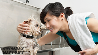Consider These Essential Tips When Grooming Your Pet