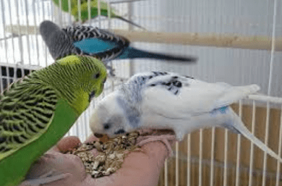 perawatan burung love bird
