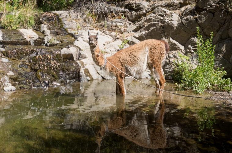Santiago de Chile Proyecto pionero busca reintroducir guanacos en el