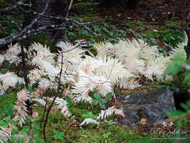 White & Pink Ferns Photo