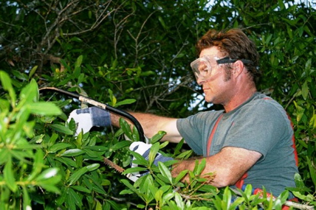 Asplundh Tree Service | Tree Service