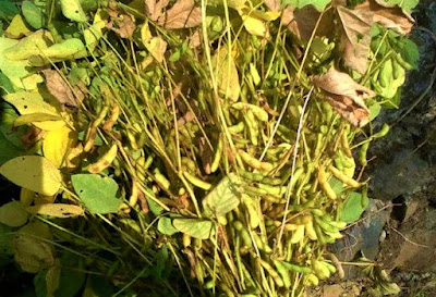 Contoh Gerak Higroskopis: Pecahnya Kulit Buah Kedelai Contoh Gerak Higroskopis: Pecahnya Kulit Buah Kedelai