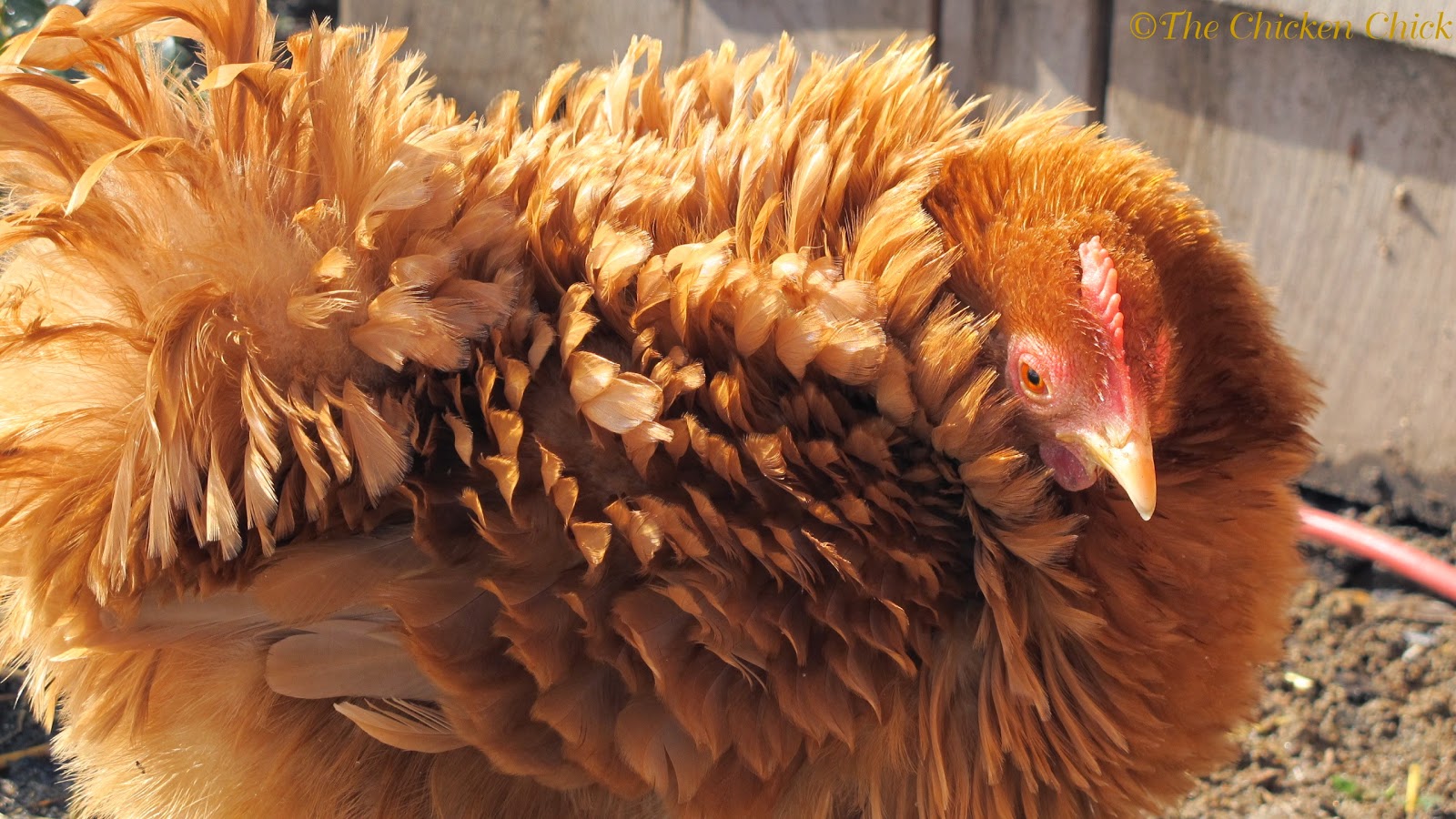 The Chicken Chick\u00ae: Frizzle Feathered Chickens, Divas of 