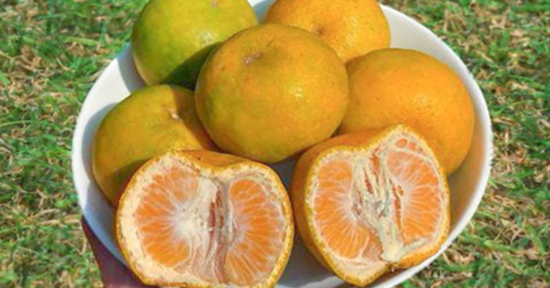 Arti Jeruk Makan Jeruk / Berbahaya Jangan Mengonsumsi Jeruk Bali Merah