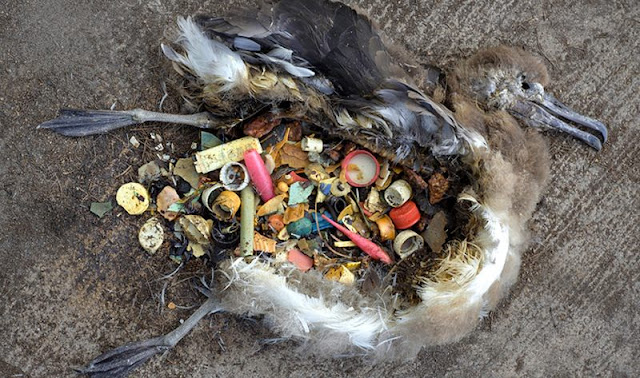 Resultado de imagem para aves marinhas com lixo