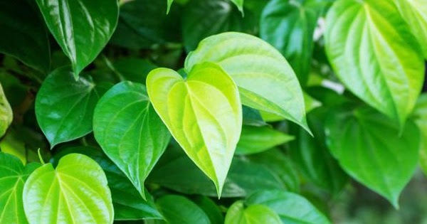 How To Naturally Raise Breasts - Ancient Potion