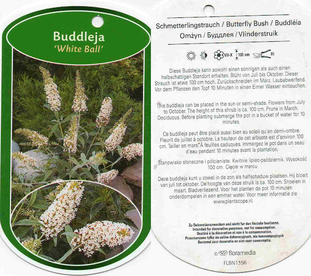 Flowercents Buddleia