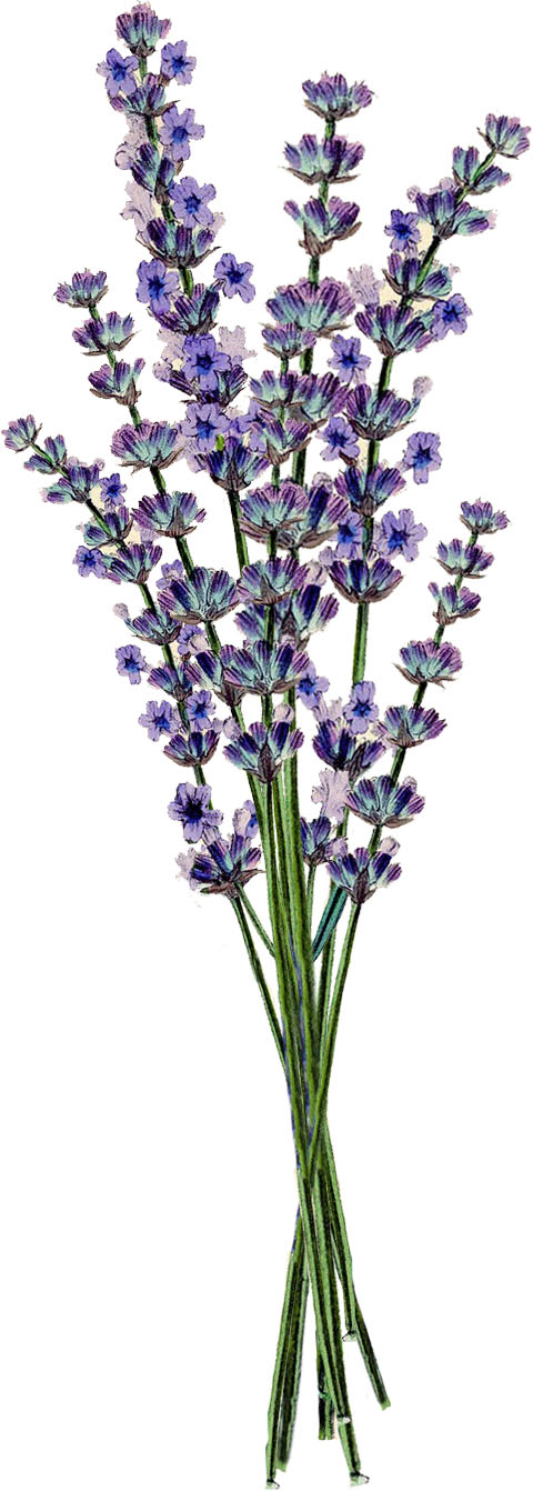 free lavender flower clip art - photo #6
