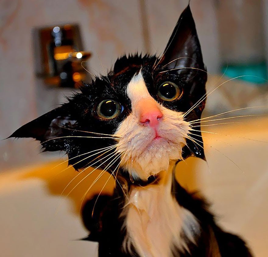Wet pussy cat Wet pussy cat