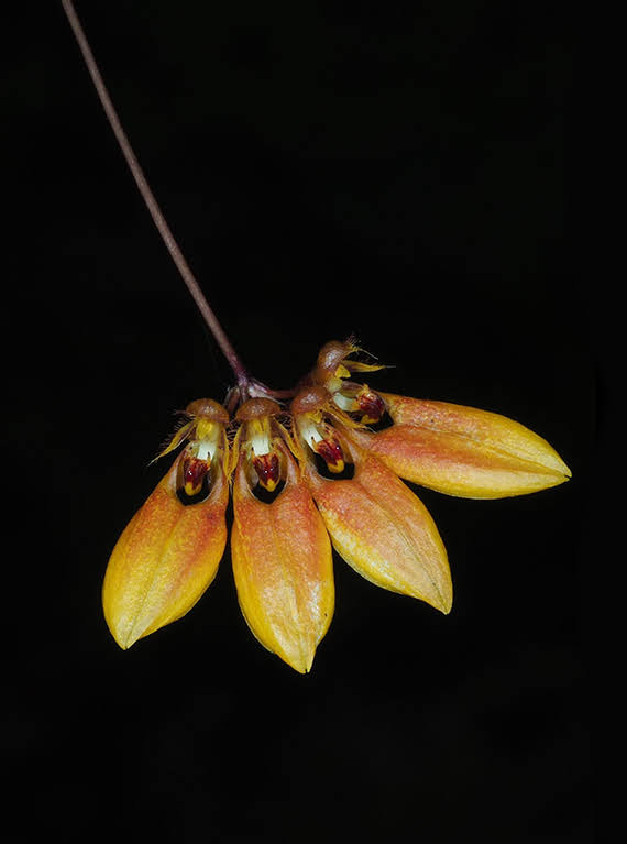 Bulbophyllum isabellinum