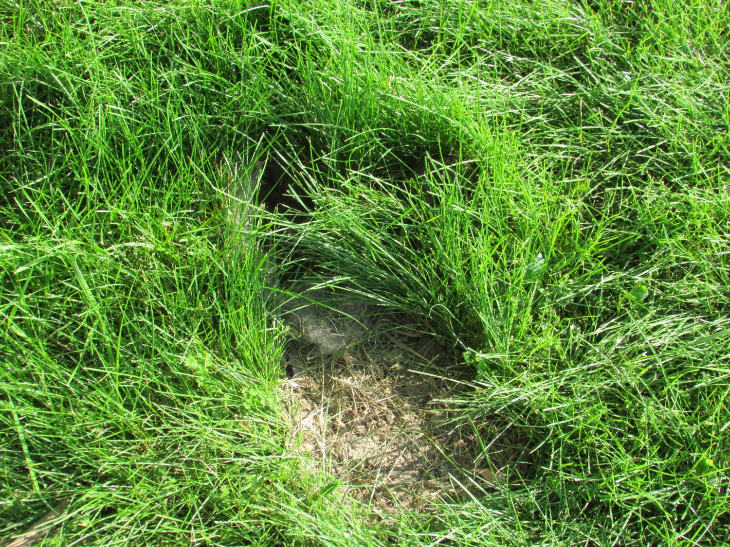Murray & Candace's Adventures: Rabbit Nest...