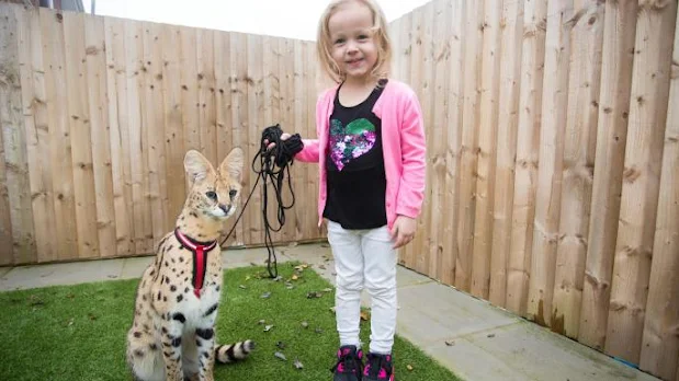 Sienna Jones, four, towers over Anubis now but the serval will eventually weigh up to 50lb LAURA DALE/CATERS NEWS AGENCY