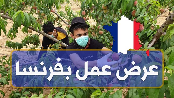 عروض عمل بفرنسا : انتداب عمال لعملية جمع الغلال و تقليم الأشجار 1 عروض عمل بفرنسا : انتداب عمال لعملية جمع الغلال و تقليم الأشجار france%2Bkedma.TN EmploiJobs.com