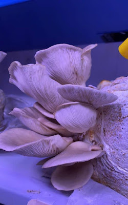 Pearl Oyster Mushroom Benefits