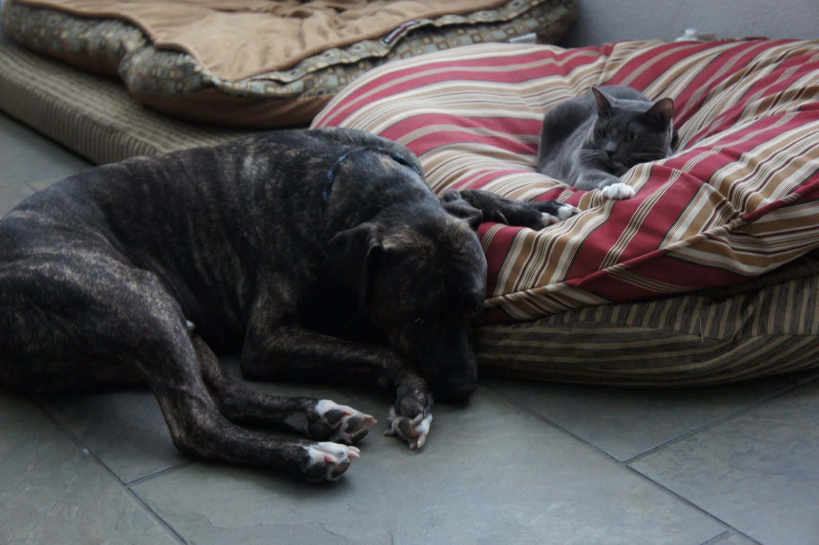 A Dog Named Hank holding hands with duchess