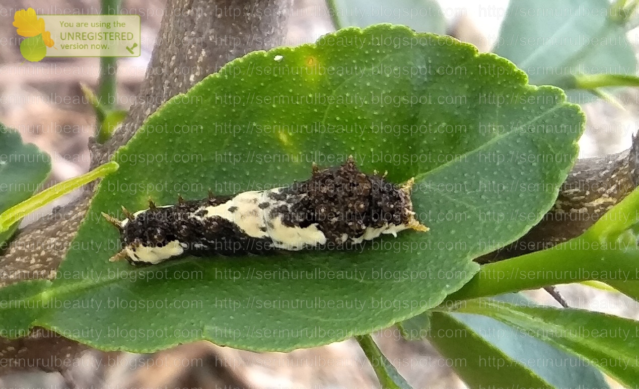 Healthy Nurul Beauty Bird poop caterpillars that loves to munch till
