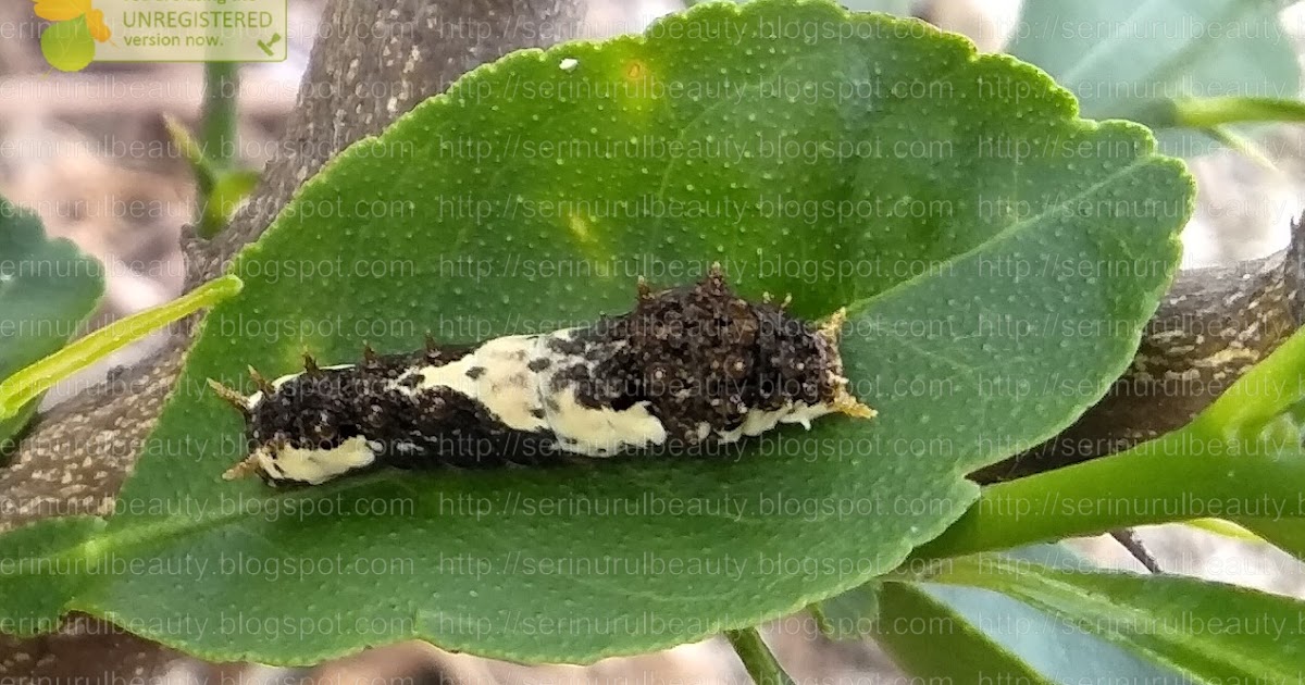 Healthy Nurul Beauty Bird poop caterpillars that loves to munch till