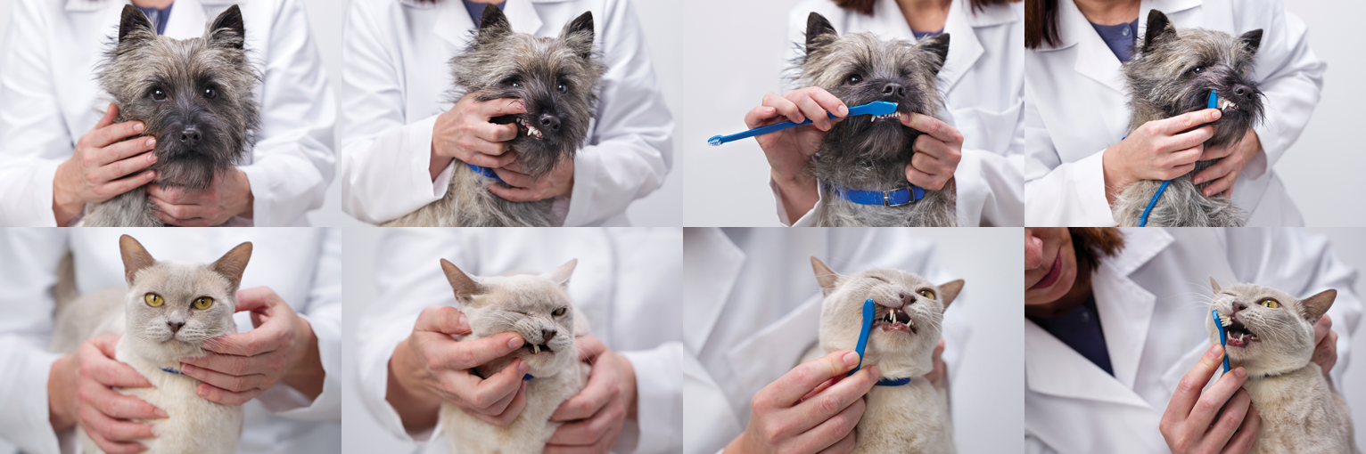Ветклиники чистка зубов. Стоматология животных. Стоматология собак и кошек.