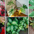 Remove This From Your Home! Highly Toxic Plants That Will End Your Life